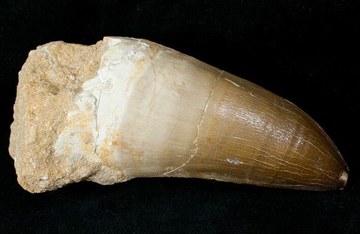 Monster Mosasaur Tooth - Largest We've Had #13565